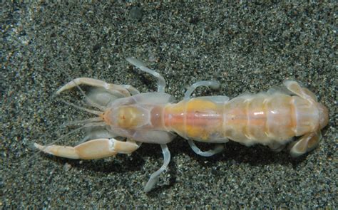  Ghost Shrimp: 이 특별한 갑각류는 어떻게 생존하는 걸까요?