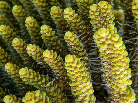  Millepora!  The Enigmatic Stinging Polyp Reef Builder that Displays Remarkable Resilience