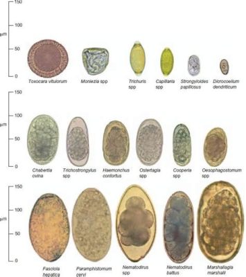  Neospora! A Tiny Parasite That Makes Big Trouble for Farm Animals