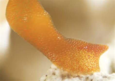   Rétifères! These Bristly Worms Are Masters of Regeneration, Making Them the Ultimate Survivors of the Seafloor