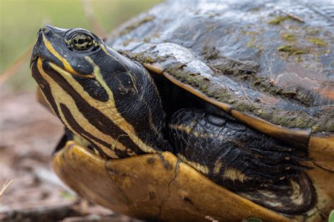  Yellow-Bellied Slider: Can These Sunny Reptiles Really Bask All Day While Eating Snails?!